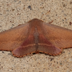 Monoctenia smerintharia at Melba, ACT - 25 Mar 2021 01:42 AM