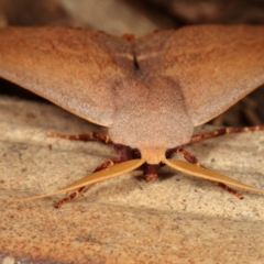 Monoctenia smerintharia at Melba, ACT - 25 Mar 2021 01:42 AM