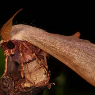 Monoctenia falernaria (Patched Leaf Moth) at Melba, ACT - 26 Mar 2021 by kasiaaus