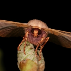 Monoctenia falernaria at Melba, ACT - 26 Mar 2021