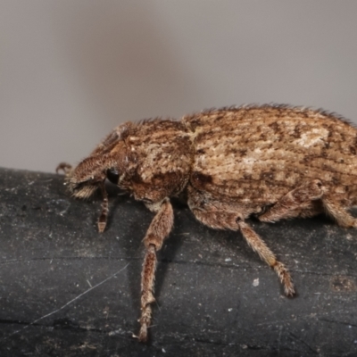 Listroderes difficilis (Vegetable weevil) at Melba, ACT - 25 Mar 2021 by kasiaaus