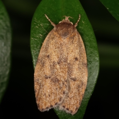 Garrha repandula (a Concealer Moth) at Melba, ACT - 24 Mar 2021 by kasiaaus