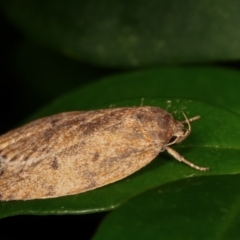 Garrha repandula at Melba, ACT - 25 Mar 2021 01:43 AM