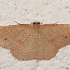 Epicyme rubropunctaria (Red-spotted Delicate) at Melba, ACT - 25 Mar 2021 by kasiaaus