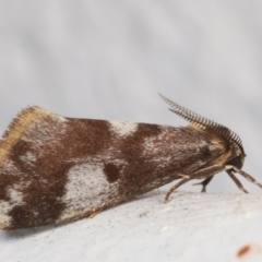 Anestia (genus) (A tiger moth) at Melba, ACT - 24 Mar 2021 by kasiaaus
