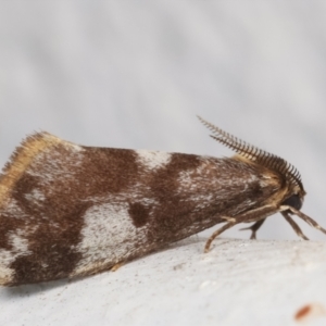 Anestia (genus) at Melba, ACT - 25 Mar 2021