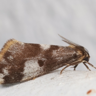 Anestia (genus) (A tiger moth) at Melba, ACT - 24 Mar 2021 by kasiaaus