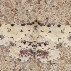 Sandava scitisignata (A noctuid moth) at Melba, ACT - 24 Mar 2021 by kasiaaus