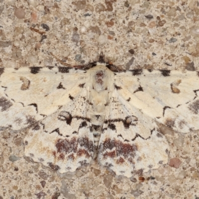 Sandava scitisignata (A noctuid moth) at Melba, ACT - 24 Mar 2021 by kasiaaus