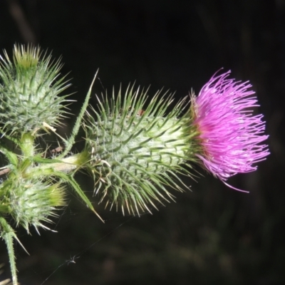 Cirsium vulgare (Spear Thistle) at Tidbinbilla Nature Reserve - 11 Feb 2021 by michaelb