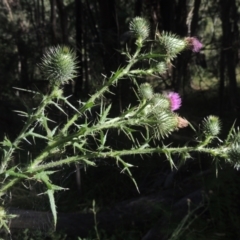 Cirsium vulgare at Paddys River, ACT - 11 Feb 2021