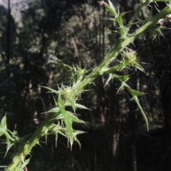 Cirsium vulgare at Paddys River, ACT - 11 Feb 2021