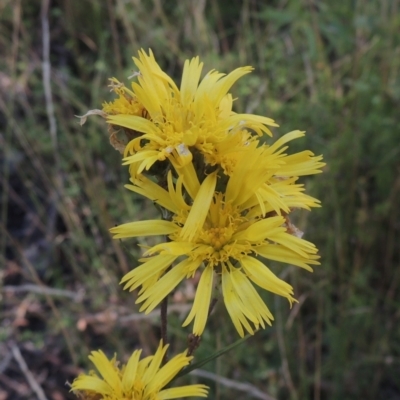 Podolepis jaceoides (Showy Copper-wire Daisy) at Paddys River, ACT - 11 Feb 2021 by MichaelBedingfield