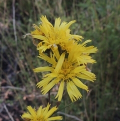 Podolepis jaceoides (Showy Copper-wire Daisy) at Paddys River, ACT - 11 Feb 2021 by michaelb