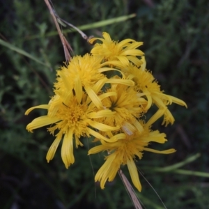 Podolepis jaceoides at Paddys River, ACT - 11 Feb 2021