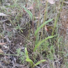 Podolepis jaceoides at Paddys River, ACT - 11 Feb 2021