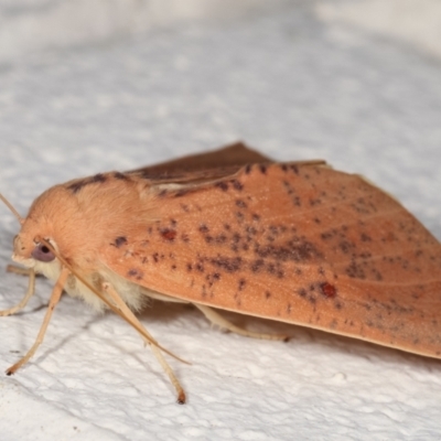 Plesanemma fucata (Lemon Gum Moth) at Melba, ACT - 26 Mar 2021 by kasiaaus