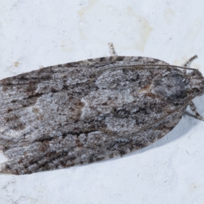 Acropolitis ergophora (A tortrix or leafroller moth) at Melba, ACT - 25 Mar 2021 by kasiaaus