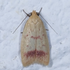 Heteroteucha occidua (A concealer moth (Wingia group)) at Melba, ACT - 26 Mar 2021 by kasiaaus