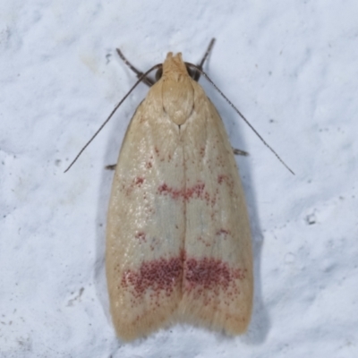 Heteroteucha occidua (A concealer moth (Wingia group)) at Melba, ACT - 26 Mar 2021 by kasiaaus