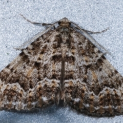 Xanthorhoe xanthospila (Yellow-spotted Carpet) at Melba, ACT - 26 Mar 2021 by kasiaaus