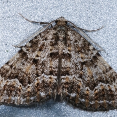 Xanthorhoe xanthospila (Yellow-spotted Carpet) at Melba, ACT - 25 Mar 2021 by kasiaaus