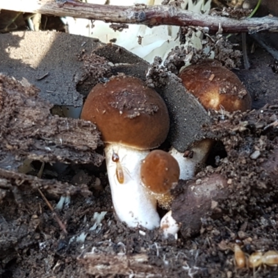 Unverified Cap on a stem; gills below cap [mushrooms or mushroom-like] at Goorooyarroo NR (ACT) - 30 Mar 2021 by trevorpreston