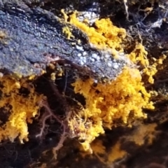 Myxomycete - past plasmodial stage at Throsby, ACT - 30 Mar 2021