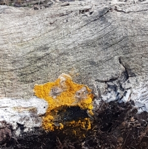 Myxomycete - past plasmodial stage at Throsby, ACT - 30 Mar 2021 10:58 AM