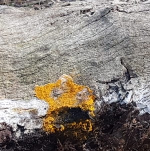 Myxomycete - past plasmodial stage at Throsby, ACT - 30 Mar 2021