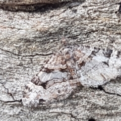 Epyaxa sodaliata (Sodaliata Moth, Clover Moth) at Throsby, ACT - 30 Mar 2021 by trevorpreston