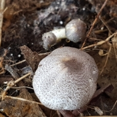 Lepiota s.l. at Throsby, ACT - 30 Mar 2021 by trevorpreston