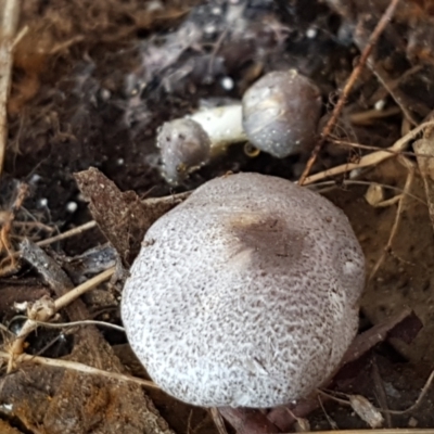 Lepiota s.l. at Throsby, ACT - 30 Mar 2021 by tpreston