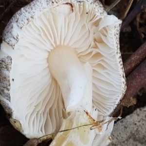 Lepiota s.l. at Throsby, ACT - 30 Mar 2021