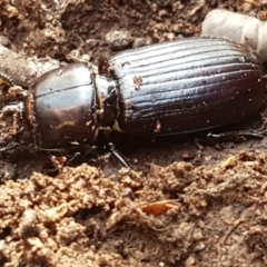 Aulacocyclus edentulus (Passalid beetle) at Goorooyarroo NR (ACT) - 30 Mar 2021 by trevorpreston