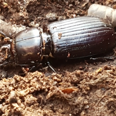 Aulacocyclus edentulus (Passalid beetle) at Goorooyarroo NR (ACT) - 30 Mar 2021 by trevorpreston