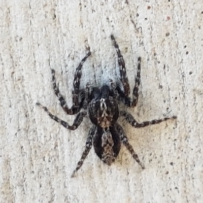 Clynotis severus (Stern Jumping Spider) at Goorooyarroo NR (ACT) - 30 Mar 2021 by trevorpreston