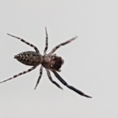 Unidentified Spider (Araneae) at Sullivans Creek, Lyneham South - 30 Mar 2021 by trevorpreston