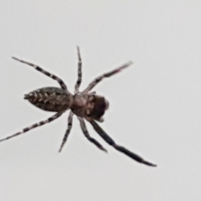 Unidentified Spider (Araneae) at Sullivans Creek, Lyneham South - 30 Mar 2021 by trevorpreston