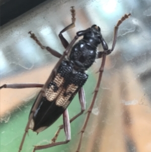 Phoracantha semipunctata at Phillip, ACT - 23 Mar 2021 04:15 PM