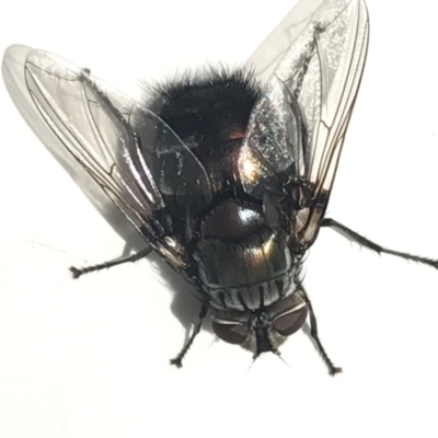 Rutilia (Donovanius) sp. (genus & subgenus) (A Bristle Fly) at City Renewal Authority Area - 23 Mar 2021 by Tapirlord