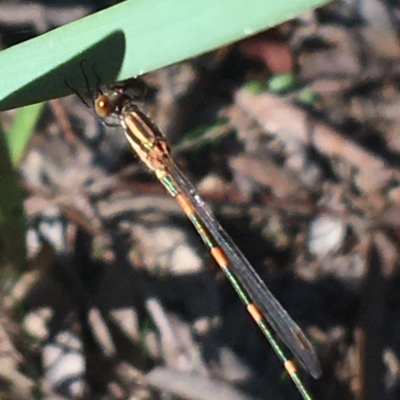 Austrolestes leda (Wandering Ringtail) at Forde, ACT - 29 Mar 2021 by Ned_Johnston