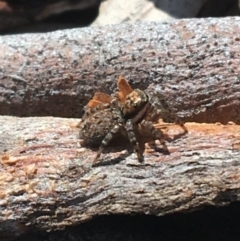 Jotus auripes (Jumping spider) at Goorooyarroo NR (ACT) - 29 Mar 2021 by Ned_Johnston