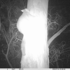 Trichosurus vulpecula (Common Brushtail Possum) at Wodonga - 23 Jul 2020 by DMeco