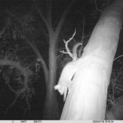 Trichosurus vulpecula (Common Brushtail Possum) at Wodonga - 18 Jul 2020 by DMeco