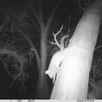 Trichosurus vulpecula (Common Brushtail Possum) at Leneva, VIC - 18 Jul 2020 by DMeco