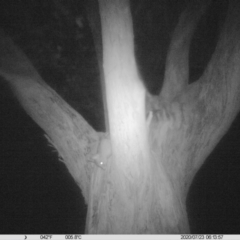 Trichosurus vulpecula (Common Brushtail Possum) at Monitoring Site 122 - Remnant - 22 Jul 2020 by DMeco
