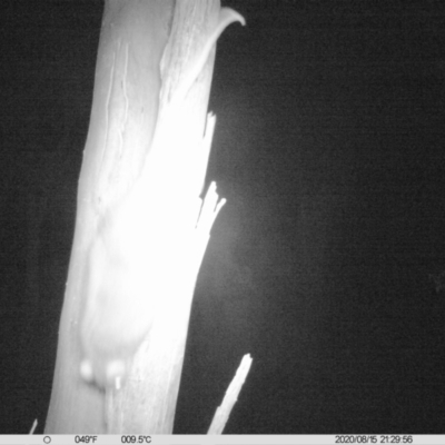 Pseudocheirus peregrinus (Common Ringtail Possum) at Wodonga - 15 Aug 2020 by DMeco