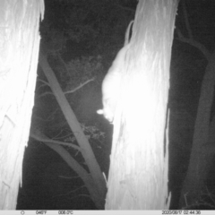 Pseudocheirus peregrinus (Common Ringtail Possum) at WREN Reserves - 17 Aug 2020 by DMeco