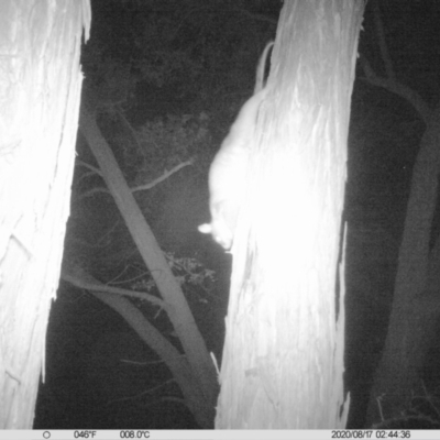 Pseudocheirus peregrinus (Common Ringtail Possum) at Monitoring Site 144 - Revegetation - 16 Aug 2020 by DMeco